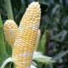 American Dream Hybrid Sweet Corn Seeds