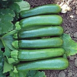 Green Machine F1 Organic Zucchini Seeds