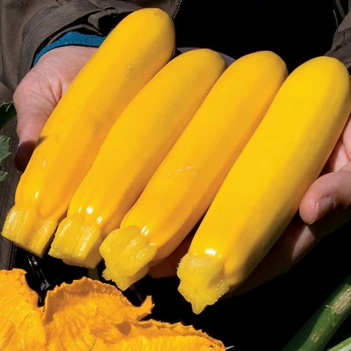 Yellowfin Organic Hybrid Squash Seeds 3 Yellowfin Organic Hybrid Squash Seeds