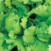 Black Seeded Simpson Organic Lettuce Seeds 1 Black Seeded Simpson Organic Lettuce Seeds -Park Seed® Shop 52418 pk p1