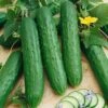 Saladmore Bush Hybrid Cucumber Seeds -Park Seed® Shop 52430 PK P1