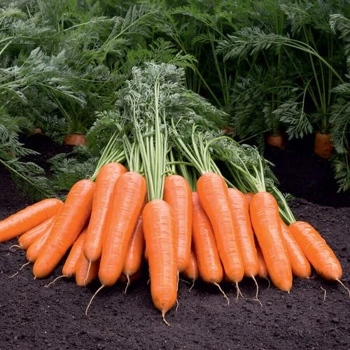 Berlin Hybrid Carrot Seeds 3 Berlin Hybrid Carrot Seeds