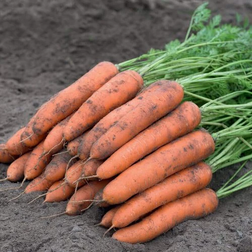 Berlin Hybrid Carrot Seeds 4 Berlin Hybrid Carrot Seeds - Image 2