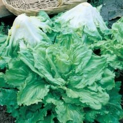 Batavian Full Heart Endive & Chicory Mix Seeds