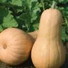 Big Chief F1 Butternut Squash Seeds -Park Seed® Shop 52454 PK P1