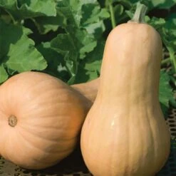 Big Chief F1 Butternut Squash Seeds