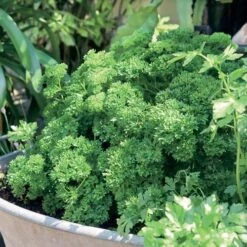 Garden Blend Parsley Seeds