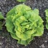 Tom Thumb Butterhead Lettuce Seeds -Park Seed® Shop 52456 PK P1