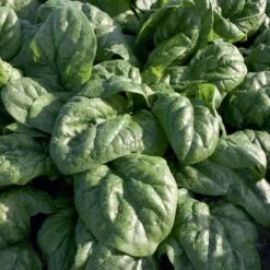 Space F1 Organic Spinach Seeds