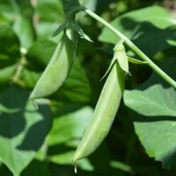 'Sugar Ann' Sugar Snap Pea Seeds