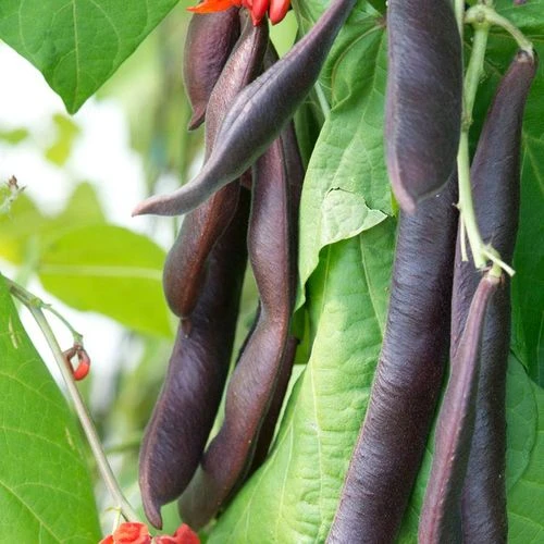 'Black Knight' Heirloom Runner Bean Seeds 3 'Black Knight' Heirloom Runner Bean Seeds
