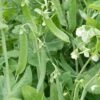 'Champion Of England' Heirloom Pea Seeds -Park Seed® Shop 52464 PK P1