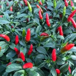 Quickfire Hot Pepper Seeds