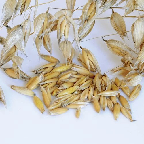 Common Organic Oats Cover Crop Seeds 3 Common Organic Oats Cover Crop Seeds