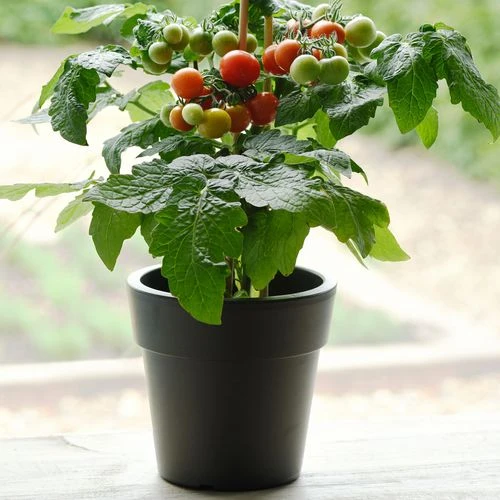 Kitchen Minis™ Siam Edible Potted Tomato Seeds 4 Kitchen Minis™ Siam Edible Potted Tomato Seeds - Image 2
