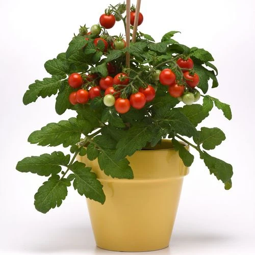 Kitchen Minis™ Siam Edible Potted Tomato Seeds 5 Kitchen Minis™ Siam Edible Potted Tomato Seeds - Image 3