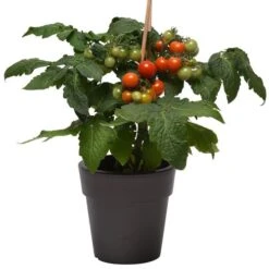 Kitchen Minis™ Siam Edible Potted Tomato Seeds 9 Kitchen Minis™ Siam Edible Potted Tomato Seeds -Park Seed® Shop 52469 PK P1 3