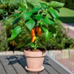 Kitchen Minis™ Fresh Bites Orange Edible Potted Pepper Seeds -Park Seed® Shop 52470 PK P1 2