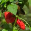 Kitchen Minis™ Fresh Bites Red Edible Potted Pepper Seeds 1 Kitchen Minis™ Fresh Bites Red Edible Potted Pepper Seeds -Park Seed® Shop 52471 PK P1