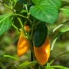 Kitchen Minis™ Fresh Bites Yellow Edible Potted Pepper Seeds -Park Seed® Shop 52472 PK P1