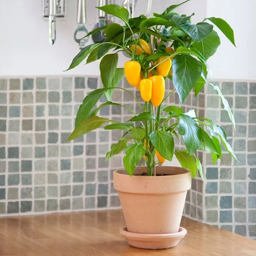 Kitchen Minis™ Fresh Bites Yellow Edible Potted Pepper Seeds 4 Kitchen Minis™ Fresh Bites Yellow Edible Potted Pepper Seeds - Image 2