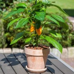 Kitchen Minis™ Fresh Bites Yellow Edible Potted Pepper Seeds 7 Kitchen Minis™ Fresh Bites Yellow Edible Potted Pepper Seeds -Park Seed® Shop 52472 PK P1 2