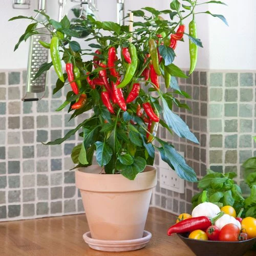 Kitchen Minis™ Hot Fajita Edible Potted Pepper Seeds 4 Kitchen Minis™ Hot Fajita Edible Potted Pepper Seeds - Image 2