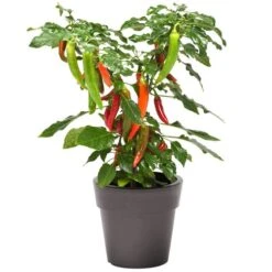 Kitchen Minis™ Hot Fajita Edible Potted Pepper Seeds 9 Kitchen Minis™ Hot Fajita Edible Potted Pepper Seeds -Park Seed® Shop 52477 PK P1 3