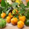 Halloween Gold Pumpkin Peppers™ Pepper Seeds 2 Halloween Gold Pumpkin Peppers™ Pepper Seeds -Park Seed® Shop 52478 PK P1