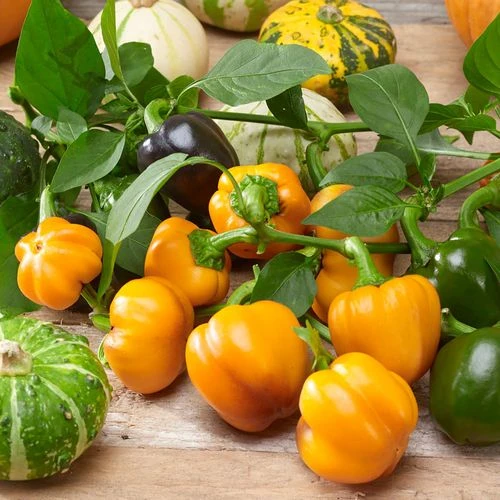 Halloween Gold Pumpkin Peppers™ Pepper Seeds 3 Halloween Gold Pumpkin Peppers™ Pepper Seeds