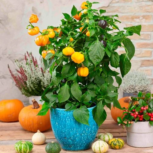 Halloween Gold Pumpkin Peppers™ Pepper Seeds 5 Halloween Gold Pumpkin Peppers™ Pepper Seeds - Image 3