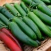 Pathfinder Serrano Pepper Seeds -Park Seed® Shop 52479 PK P1