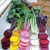 Rainbow Mix Beet Seeds 1 Rainbow Mix Beet Seeds -Park Seed® Shop 52487