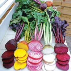 Rainbow Mix Beet Seeds (P) Pkt Of 200 Seeds