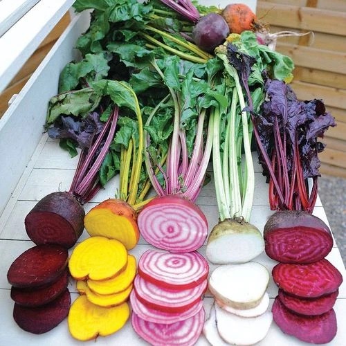Rainbow Mix Beet Seeds (P) Pkt Of 200 Seeds 3 Rainbow Mix Beet Seeds (P) Pkt Of 200 Seeds