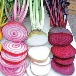 Rainbow Mix Beet Seeds (P) Pkt Of 200 Seeds 7 Rainbow Mix Beet Seeds (P) Pkt Of 200 Seeds -Park Seed® Shop 52487 PK P1 2