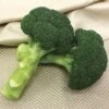 Green Magic Hybrid Broccoli Seeds 1 Green Magic Hybrid Broccoli Seeds -Park Seed® Shop 52493