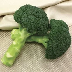 Green Magic Hybrid Broccoli Seeds (P) Pkt Of 100 Seeds