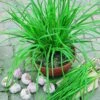 Geisha Garlic Chives Seeds -Park Seed® Shop 52501 pk p1