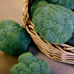 Castle Dome Hybrid Broccoli Seeds (P) Pkt Of 100 Seeds