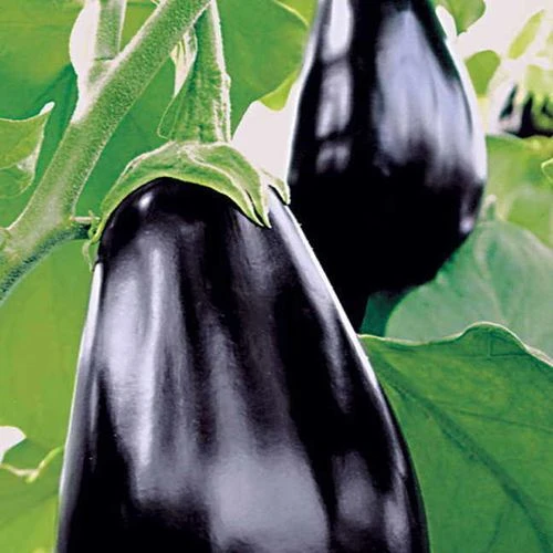 Amadeo Eggplant Seeds (P) Pkt Of 30 Seeds 3 Amadeo Eggplant Seeds (P) Pkt Of 30 Seeds