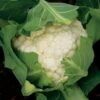 Freedom Hybrid Cauliflower Seeds 2 Freedom Hybrid Cauliflower Seeds -Park Seed® Shop 52509 PK P1