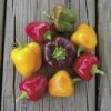 Petite Colour Blend Hybrid Pepper Seeds (P) Pkt Of 25 Seeds -Park Seed® Shop 52510 pk p1