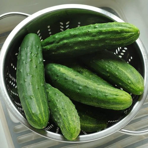 Patio Snacker Cucumber Seeds 4 Patio Snacker Cucumber Seeds - Image 2