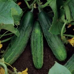 Patio Snacker Cucumber Seeds 9 Patio Snacker Cucumber Seeds -Park Seed® Shop 52511 3
