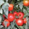 Mountain Merit Hybrid Tomato Seeds 2 Mountain Merit Hybrid Tomato Seeds -Park Seed® Shop 52523 PK 100