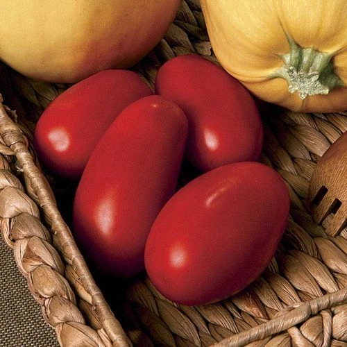 Supremo Hybrid Tomato Seeds (P) Pkt Of 10 Seeds 3 Supremo Hybrid Tomato Seeds (P) Pkt Of 10 Seeds