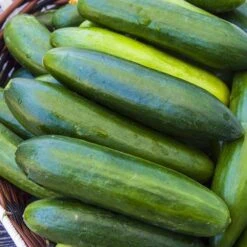 Sir Crunch A Lot Hybrid Cucumber Seeds (P) Pkt Of 15 Seeds