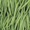 Endeavour Bush Bean Seeds -Park Seed® Shop 52541 pk p1