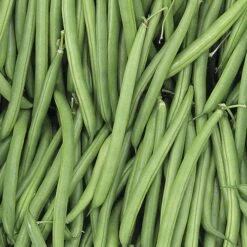 Endeavour Bush Bean Seeds